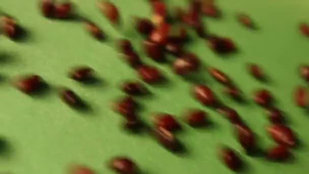 녹색 배경에 갈색 콩입니다. 슬로우 모션입니다. 클로즈업입니다. 수평 팬입니다. 3 샷 — 비디오