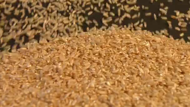 Brown rice on a black background. Slow motion. Close-up. Horizontal pan. 2 Shots — Stock Video