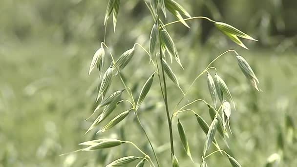 Oats. 3 Shots. Close-up. Slow motion. — Stock Video