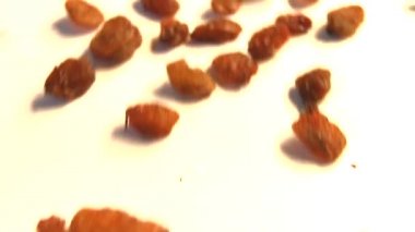 Beyaz arka planda kuru üzüm. Yavaş çekim. 2 atış. Yatay kaydırma. Close.