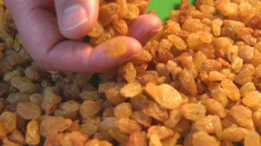 Yeşil arka planda kuru üzüm. 2 atış. Yavaş çekim. Dikey tava. Close.