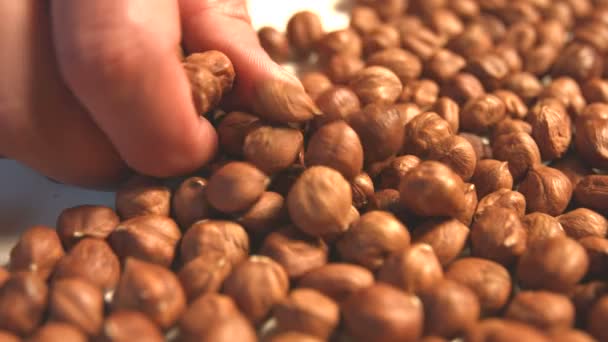 Hazelnuts on a white background. 2 Shots. Horizontal and vertical pan. Close-up. — Stock Video