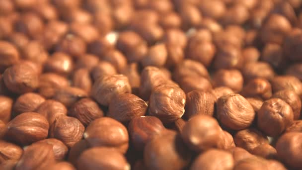 Hazelnuts. Vertical and horizontal pan. 2 Shots. Close-up. — Stock Video