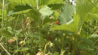 Çilek. 2 tekila. Yakın çekim. 