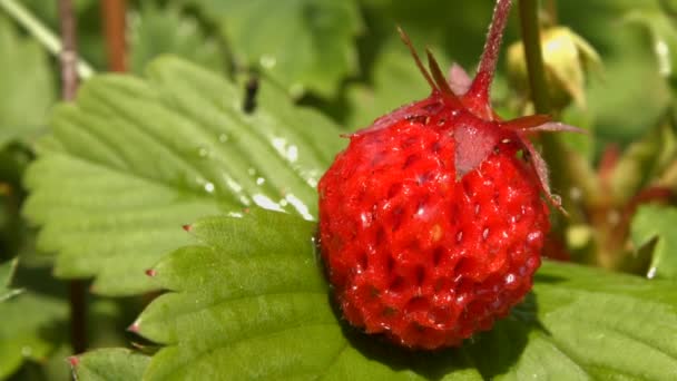 Fresas. Dos disparos. Primer plano. Concéntrate . — Vídeos de Stock