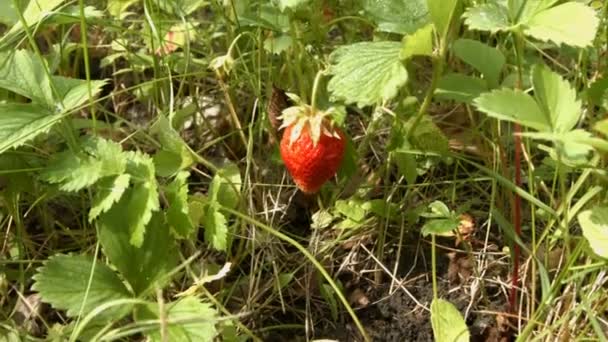 Fresas. Dos disparos. Primer plano . — Vídeos de Stock