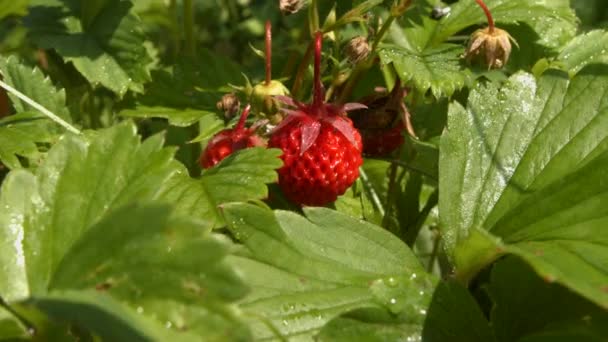 Erdbeeren und Ameisen. 2 Schüsse. Nahaufnahme. — Stockvideo