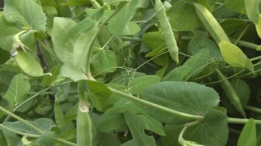 Yeşil bezelye kabuğu büyüyor. 2 tekila. Yakın çekim.