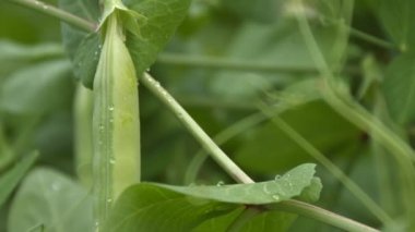 Yeşil bezelye kabuğu büyüyor. 2 tekila. Yakın çekim.