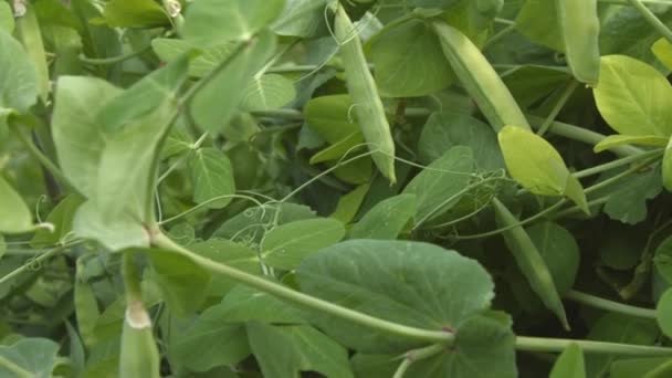 Cultivando guisantes verdes en la cáscara. Tres disparos. Primer plano . — Vídeo de stock