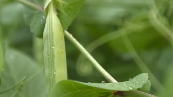 Piselli verdi che crescono nel guscio. Due colpi. Primo piano . — Video Stock