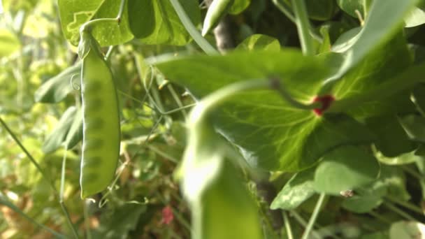 A cultivar ervilhas verdes na casca. 2 Tiros. Panela vertical. Close-up . — Vídeo de Stock