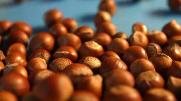 Hazelnuts on a blue background. 2 Shots. Horizontal pan. Close-up. — Stock Video