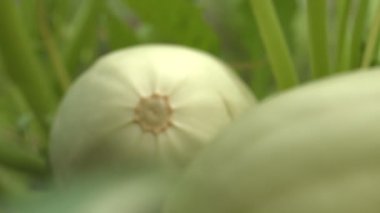 Kabak büyüyen. 2 tekila. Yakın çekim.