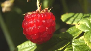 Ahududu ve iki karınca. 2 tekila. Yakın çekim.