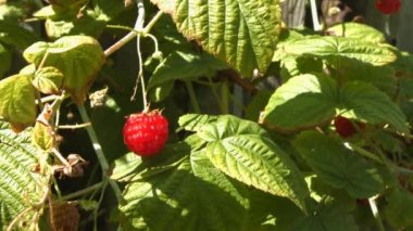 Ahududu ve iki karınca. 2 tekila. Yakın çekim.