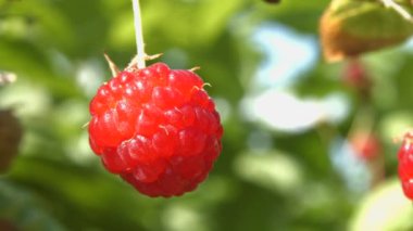 Büyüyen ahududu. 3 çekim. Yakın çekim.