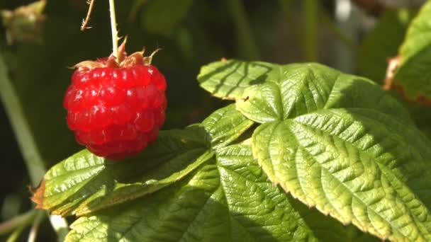 Framboise sur un buisson. 3 coups de feu. Gros plan . — Video