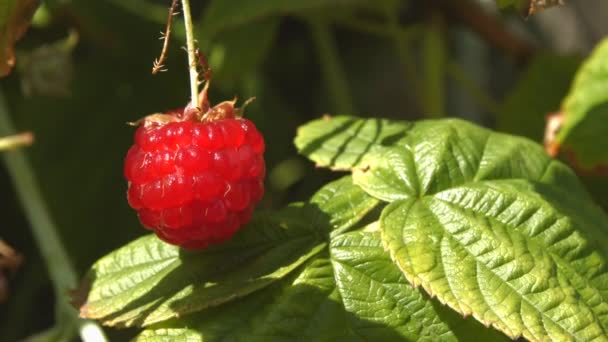 Raspberry and ant. 2 Shots. Close-up. — Stock Video