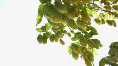 Güneşin büyüyen şerbetçiotu. 2 tekila. Yakın çekim. 