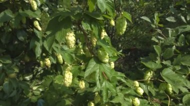 Büyüyen atlama ve eşek arısı. 3 çekim. Yakın çekim.