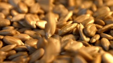 Ayçekirdeği kabuklu. Ağır çekim. Yakın çekim. Yatay pan. 2 çekim