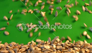 Yeşil bir arka plan üzerinde Ayçekirdeği kabuklu. Ağır çekim. Yakın çekim. Yatay pan. 2 çekim