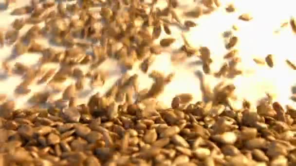 Graines de tournesol décortiquées sur fond blanc. Au ralenti. Gros plan. Poêle verticale. 2 coups de feu — Video