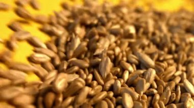 Kabuklu Ayçekirdeği sarı bir arka plan üzerinde. Ağır çekim. Yakın çekim. Yatay pan. 2 çekim