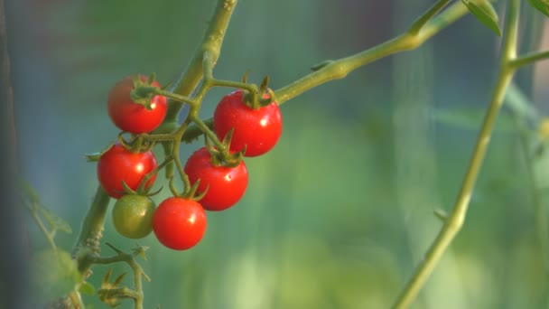 Pěstování rajčat cherry. 2 výstřely. Detail. — Stock video