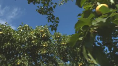 Büyüyen armut. 2 tekila. Yakın çekim.