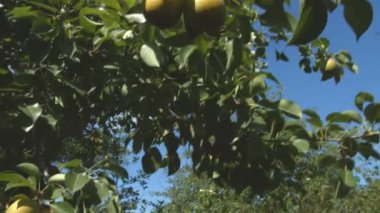 Büyüyen armut. 2 tekila. Yakın çekim.