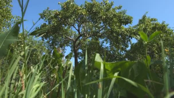 Des poires qui poussent. 2 coups de feu. Gros plan .