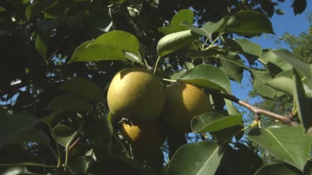A cultivar peras. 2 Tiros. Close-up . — Vídeo de Stock