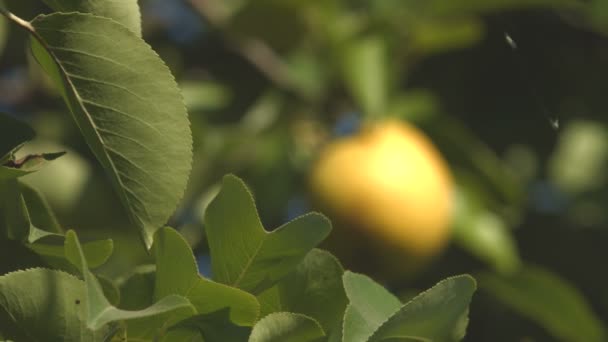 A cultivar peras. 2 Tiros. Concentra-te. Close-up . — Vídeo de Stock