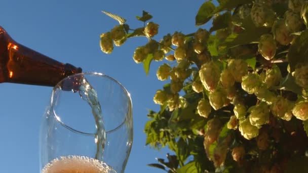 Birra e luppolo crescono. Al rallentatore. Due colpi. Primo piano . — Video Stock