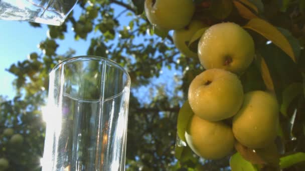Apple juice on the background of growing apples. Slow motion. 