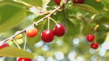 Kiraz ve arı. Yavaş çekim. Close.