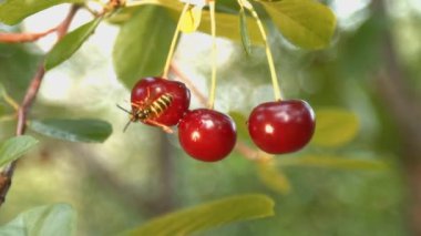 Üç büyüyen kiraz ve iki eşekarısı. Ağır çekim. Yakın çekim.