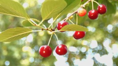 Bir kiraz üzerinde yaban arısı. Ağır çekim. Yakın çekim.