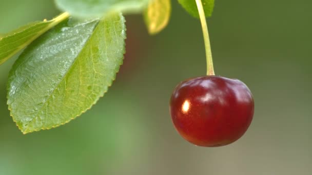 Groeien cherry op onscherpe achtergrond. 2 shots. Close-up. — Stockvideo