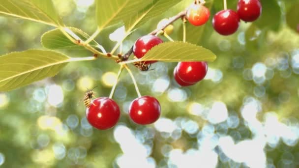 A Cherry e as vespas. Movimento lento. Close-up . — Vídeo de Stock