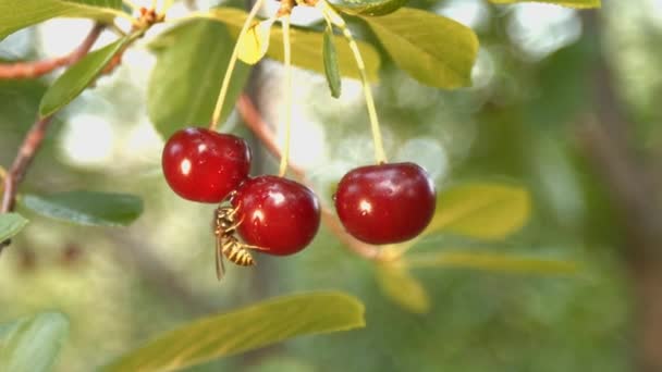 Three growing cherries and wasp. Slow motion. Close-up. — Stock Video