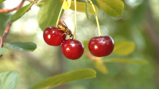 Avispa y tres cerezas en crecimiento. En cámara lenta. Primer plano . — Vídeos de Stock