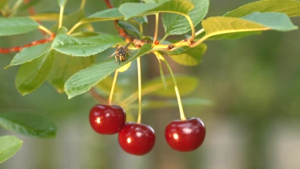 Tre ciliegie in crescita e vespa. Al rallentatore. Primo piano . — Video Stock