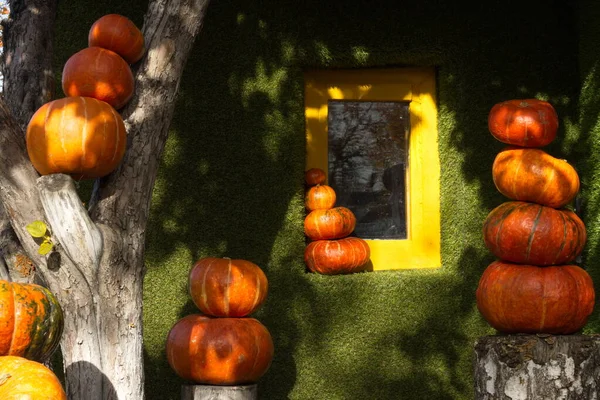Pumpkins Small Window Small Fabulous Green House Decorated Pumpkins — Stock Photo, Image