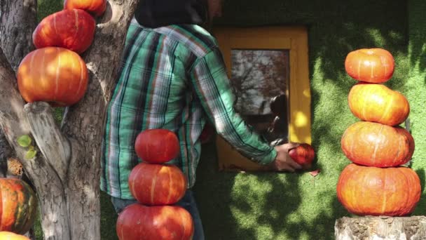 Hombre Decora Casa Con Calabazas Hombre Coloca Calabazas Varios Tamaños — Vídeos de Stock