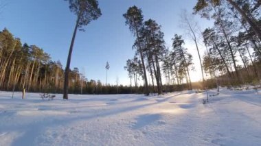 Karlı orman. Zaman aşımı. Kış ormanı Güneş, ağaç tepelerinin arkasında saklanıyor. Soldan sağa çevir.