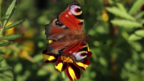 Mariposa Una Flor Primer Plano Una Mariposa Ojo Pavo Real — Vídeos de Stock