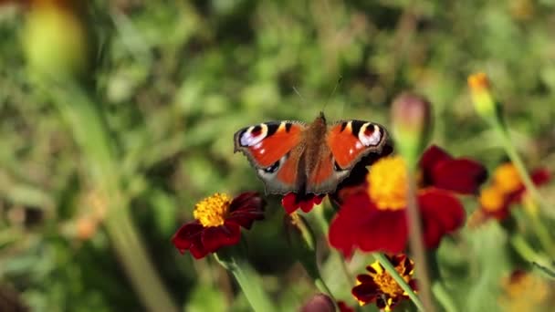 Motýl Kytce Motýl Páví Oko Sbírá Nektar Květiny Marigold — Stock video